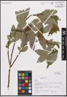 Foto von Salix caprea L.